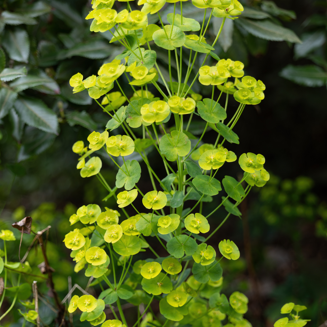Euphorbia amygdaloides Robbiae – 48 Pflanzen Ø9cm – Höhe 10-25cm – Immergrüner Bodendecker für Schatten & Halbschatten – Gelbgrüne Frühjahrsblüte – Winterhart pflegeleicht