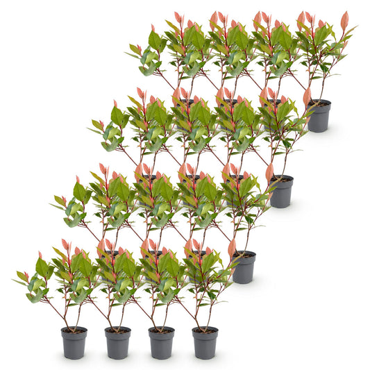 Glanzmispel 'Little Red Robin' – Photinia fraseri 'Little Red Robin' – 16 Heckenpflanzen – Topf Ø9cm – Höhe 25-35cm – Winterhart & immergrün