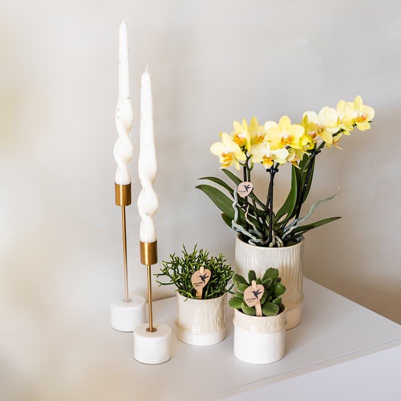 Kolibri Home | Bamboo Übertopf - Travertine - Ø6cm 