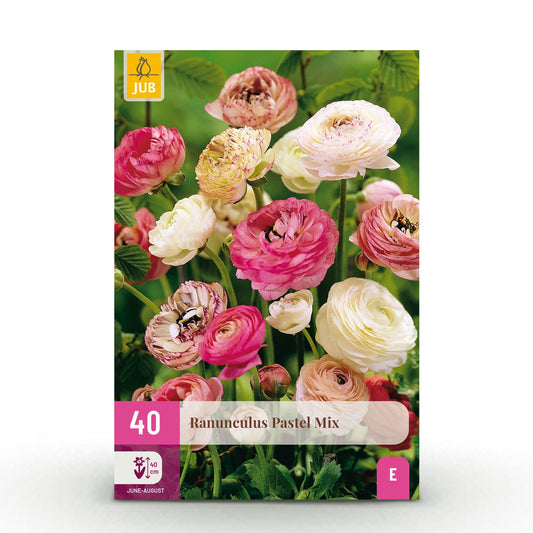 GreenboutiQ - Blumenzwiebeln - Ranunculus Pastel Mix - Verschiedene Farben - 40 Stück - Zwiebelgröße 5/6 - XXL Pack 