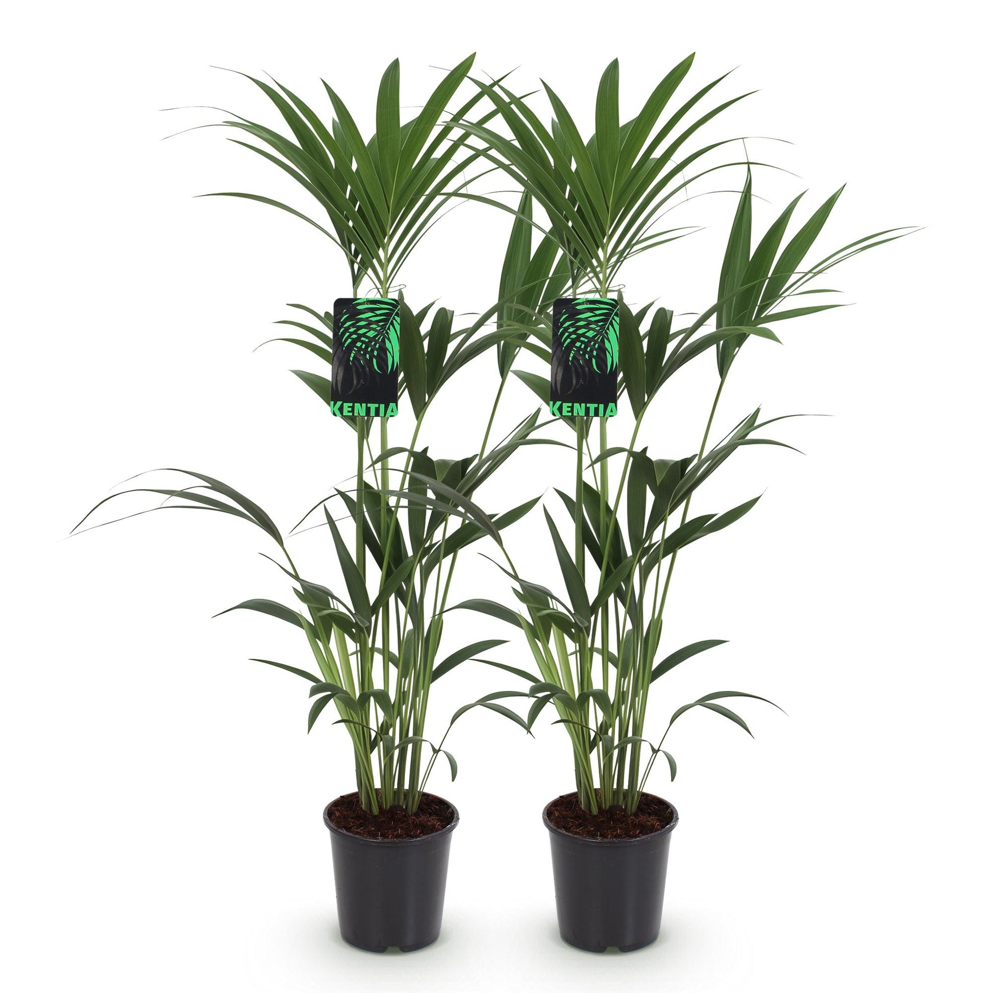 Howea Forsteriana – Kentia-Palme – 2 Pflanzen – 120–130cm – 21cm – Pflegeleichte Zimmerpalmen mit eleganten Wedeln – Robuste, luftreinigende Grünpflanzen 