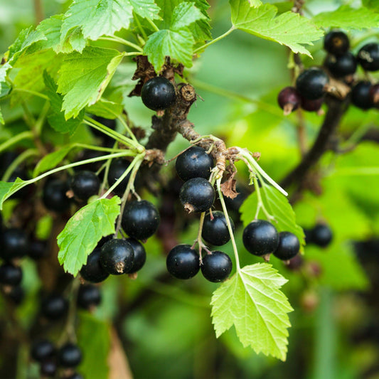 Green boutiQ - Fruit plant - Ribes nigrum Titania - Berry plant - Winter hardy - Blackcurrant - 2 Plants - Pot 15cm - Height 50cm 