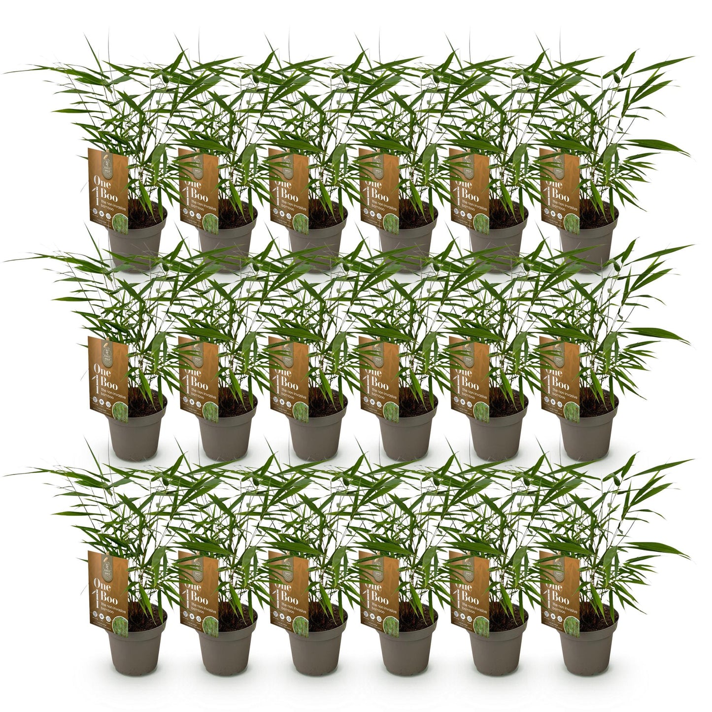 Bambus Fargesia Asian Wonder nicht wuchernder immergrüner Gartenbambus, grüne Sichtschutz Pflanzen, Ø14cm, 35cm hoch 
