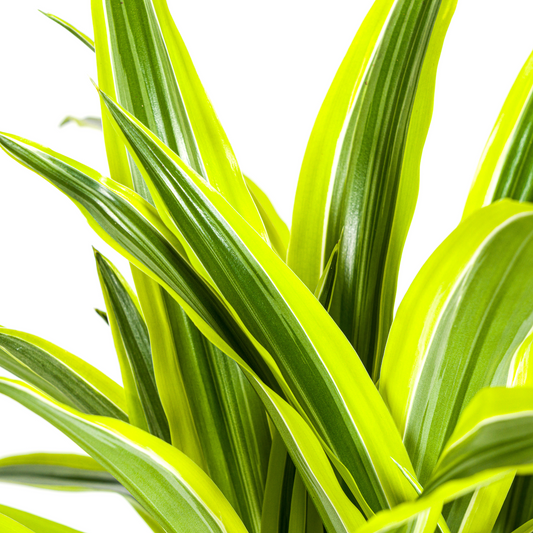 Drachenbaum - Dracaena Deremensis Lemon Lime - Zimmerpflanze - Ø21cm - ↕90 - 110cm