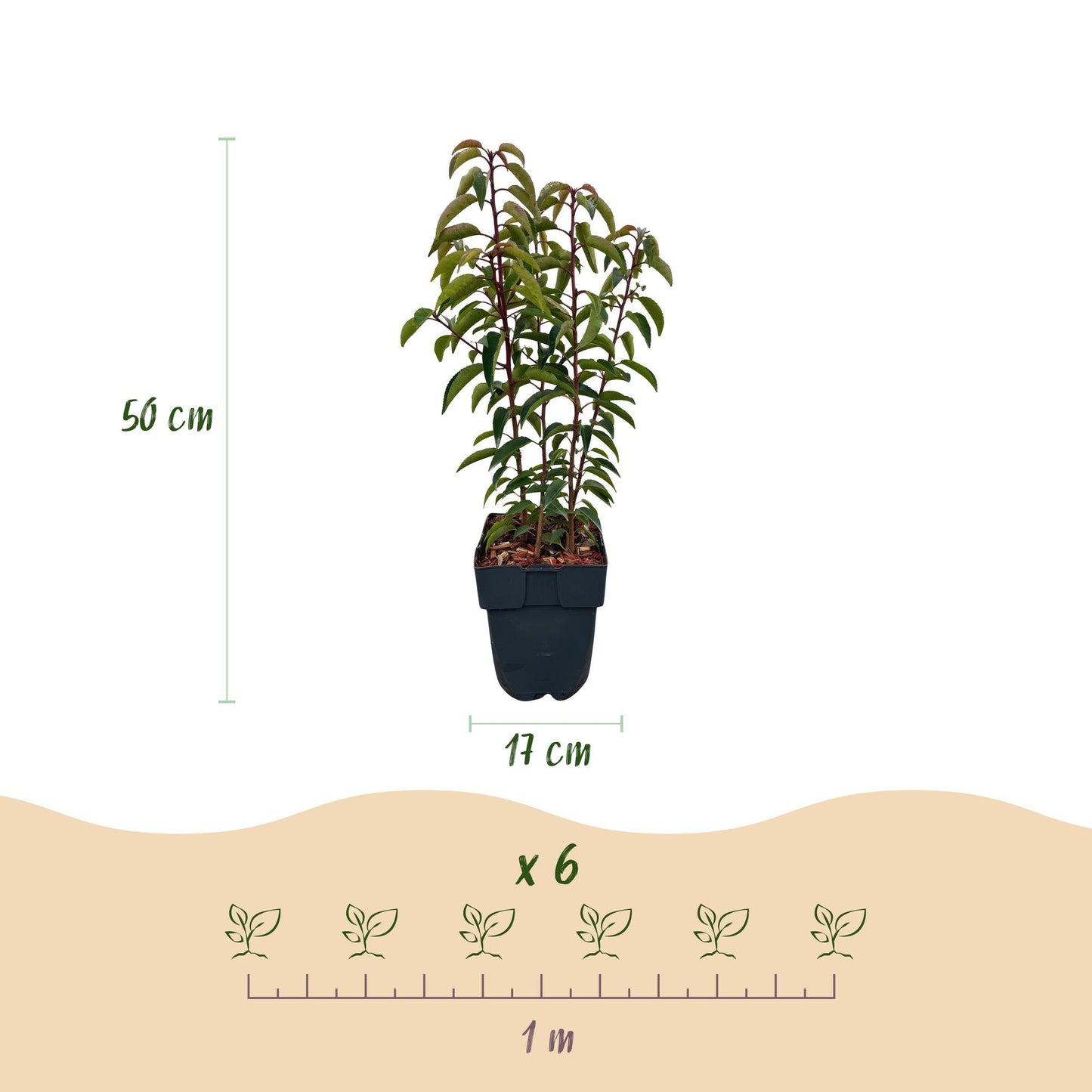 Chickasa-Pflaume – Prunus lusitanica Angustifolia – 6 Pflanzen – Heckenpflanze 1 m – Immergrün – Blatt grün – 17 cm – Höhe 50 cm – Perfekt für dichte Hecken & Sichtschutz 