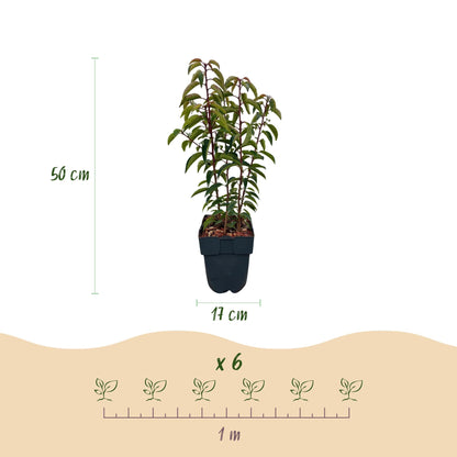 Chickasa-Pflaume – Prunus lusitanica Angustifolia – 6 Pflanzen – Heckenpflanze 1 m – Immergrün – Blatt grün – 17 cm – Höhe 50 cm – Perfekt für dichte Hecken & Sichtschutz 