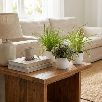 Green boutiQ - Zimmerpflanze - Cyperus - Calissia - Chlorophytum - Mix aus 3 - Haustierfreundliche Pflanzen - Grün - 3 Pflanzen - mit Potter Weiß - Topf 12cm - Höhe 20cm 