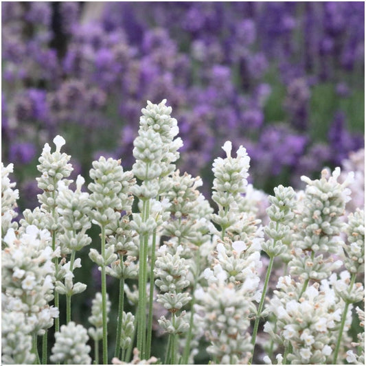 Echter Lavendel angustifolia White – 6 Pflanzen – Ø7cm - ca. 15cm hoch – Mehrjähriger, weiß blühender Lavendel – Duftend, winterhart & pflegeleicht 