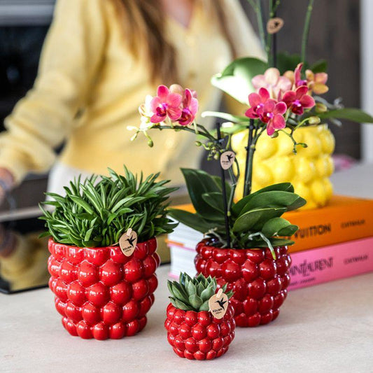 Pflanzenset Rote Phalaenopsis-Orchidee Congo & Sukkulenten – Inklusive keramische Berry Ziertöpfe – Blühende Zimmerpflanzen – Frisch vom Züchter 