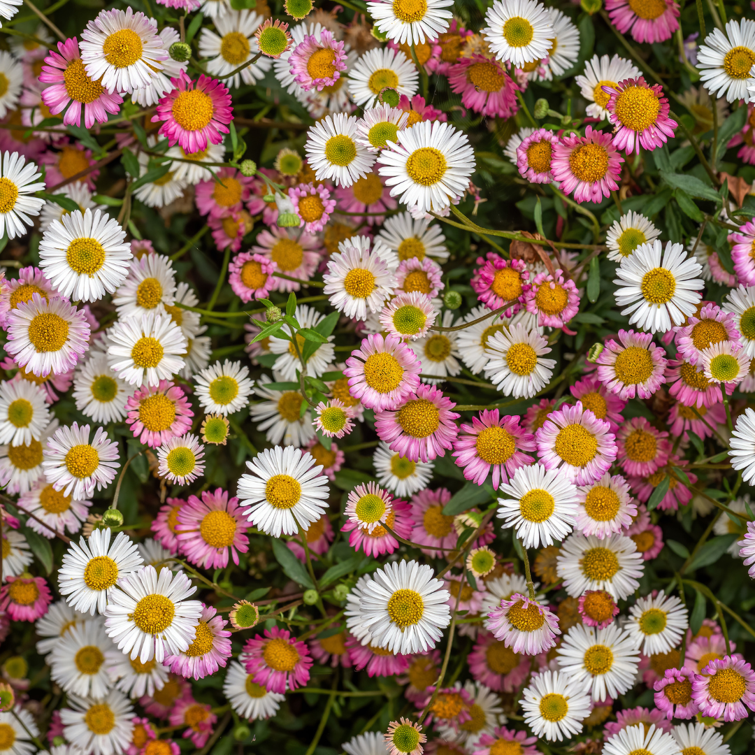 Erigeron karvinskianus Mexikanisches Gänseblümchen – 12 Pflanzen – Ø9cm – Höhe 10-25cm – Dauerblühende Staude für Beet, Mauerfugen & Pflanzgefäße