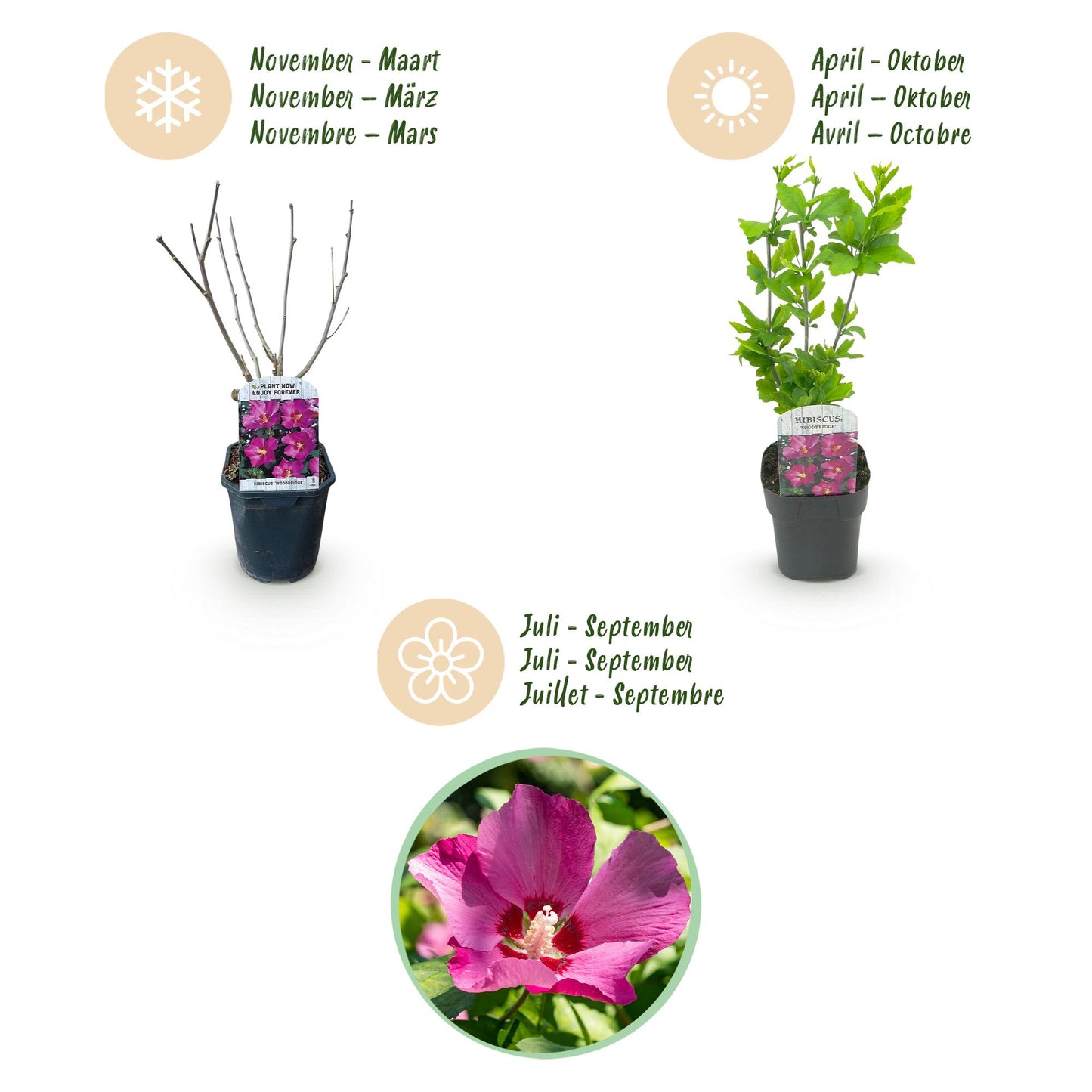 Green boutiQ - Garden Plant - Hibiscus syriacus Woodbridge - Garden Hibiscus - Hardy - Pink - 3 Plants - Pot 17cm - Height 45cm 