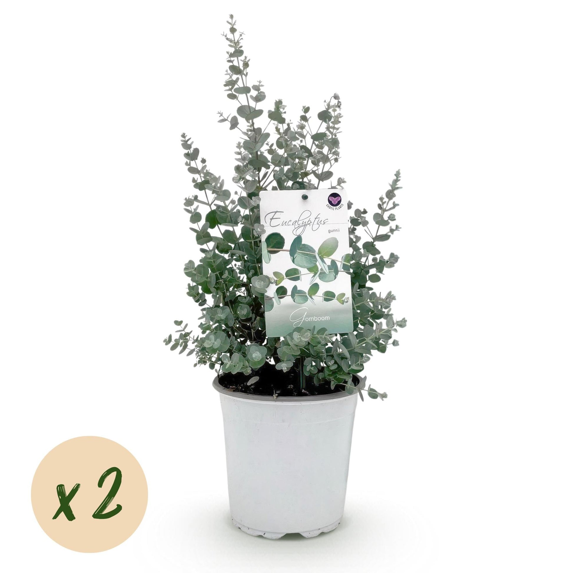 Eukalyptusbaum Eucalyptus gunnii – 2 Pflanzen – Winterhart – Terrassenpflanze – Grau – Topf Ø17 cm, Höhe ca. 40 cm – Duftende & pflegeleichte Garten- und Balkonpflanze 