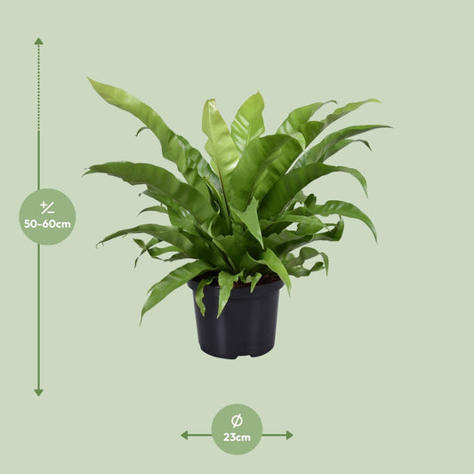 Nestfarn - Asplenium Antiquum - Zimmerpflanze - Ø23cm - ↕60cm
