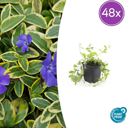 Vinca minor 'Aureovariegata' – 10–25 cm – Ø9 cm – Wintergrüner Bodendecker mit goldgerandeten Blättern und violetten Blüten