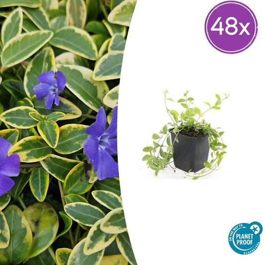 Vinca minor 'Aureovariegata' – 10–25 cm – Ø9 cm – Wintergrüner Bodendecker mit goldgerandeten Blättern und violetten Blüten