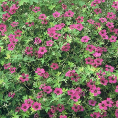 Geranium macrorrhizum Bevan's Variety – 60 Pflanzen – Ø9cm – Höhe 10-25cm – Winterharte Bodendecker Staude – Rosa Blüten – Pflegeleicht für Beet & Garten