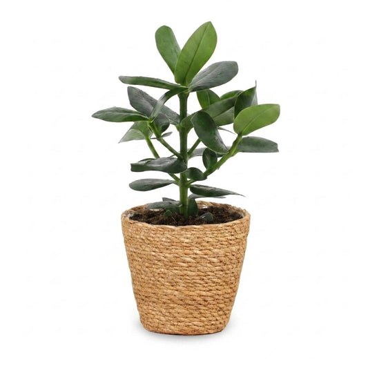 Balsamapfel 'Princess' – Clusia 'Princess' – Topf Ø12cm – Höhe 40cm – mit Korb – Dekorative Zimmerpflanze – Ansicht 2