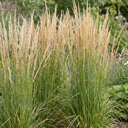 Reitgras 'Karl Foerster' – Calamagrostis 'Karl Foerster' – 6 Pflanzen – Topf Ø11cm – Staude für Garten & Balkon