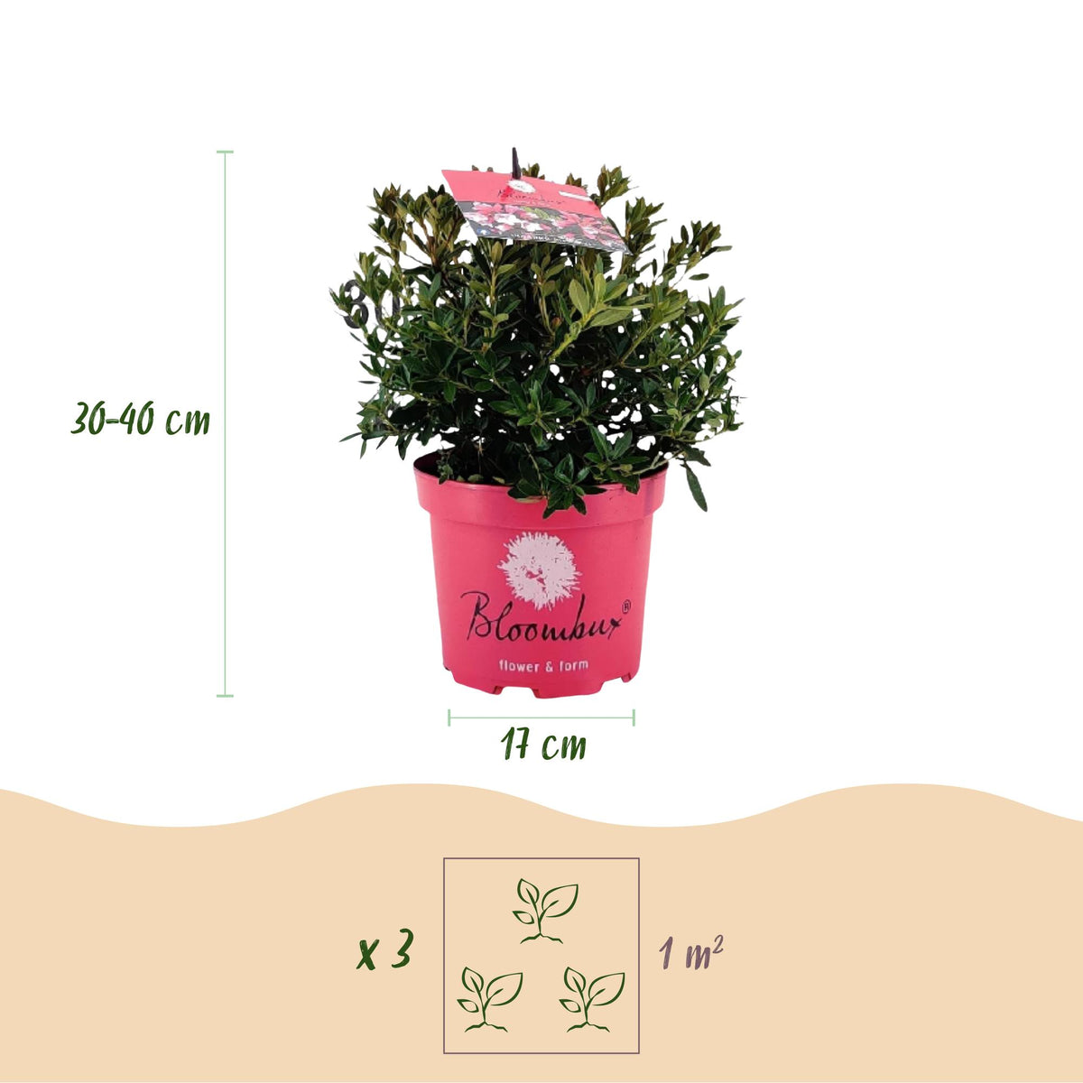 Green boutiQ - Zwergrhododendron - Rhododendron Bloombux Magenta - Blühender Buxus - Wenig Pflege - Rosa Blüte - 2 Pflanzen - Topf 17cm - Höhe 30-40cm 