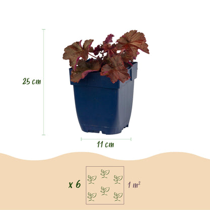 Purpurglöckchen 'Palace Purple' – Heuchera micrantha 'Palace Purple' – 6 Pflanzen – Topf Ø11cm – Bienenfreundliche Staude für Garten & Balkon