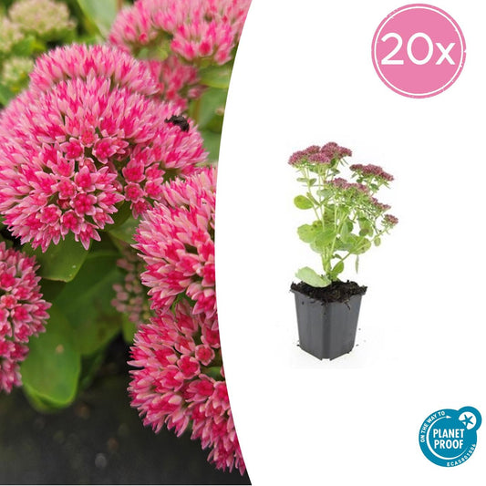 Hohes-Fettblatt Sedum 'Herbstfreude' – ↕10-25cm – Ø9cm – 20 Pflanzen – Sukkulente – Bienenfreundlich – Spätsommerblüte – Bodendecker 