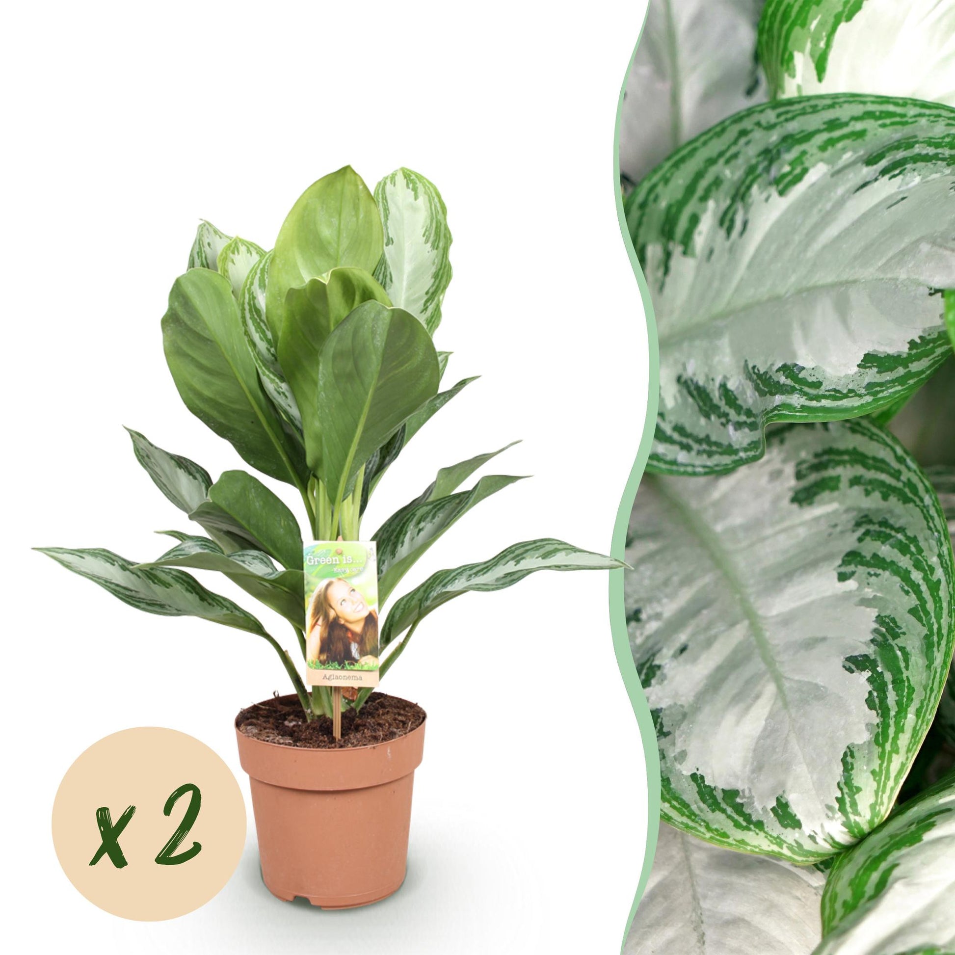 Green boutiQ - Zimmerpflanzen - Aglaonema Silver Bay - Silberblatt - Wenig Pflege - Silber - 2 Pflanzen - Topf 17cm - Höhe 70-75cm 