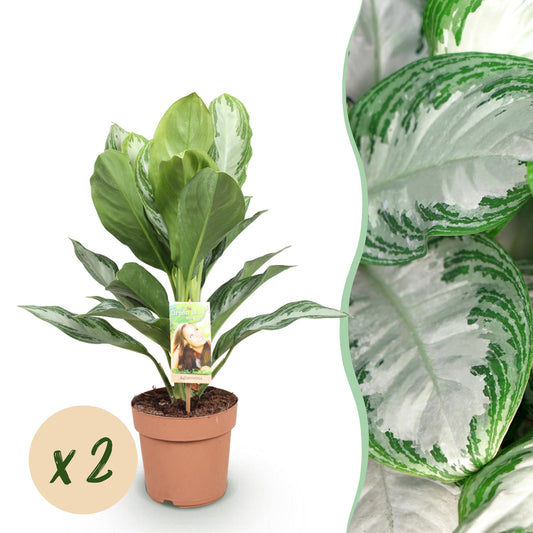 Green boutiQ - Zimmerpflanzen - Aglaonema Silver Bay - Silberblatt - Wenig Pflege - Silber - 2 Pflanzen - Topf 17cm - Höhe 70-75cm 