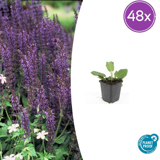 Salvia nemorosa 'Mainacht' – 48 Pflanzen – Blau blühende Staude – Sonniger Standort – Bienen- & Schmetterlingsfreundlich – Ø9cm – 10-25cm 