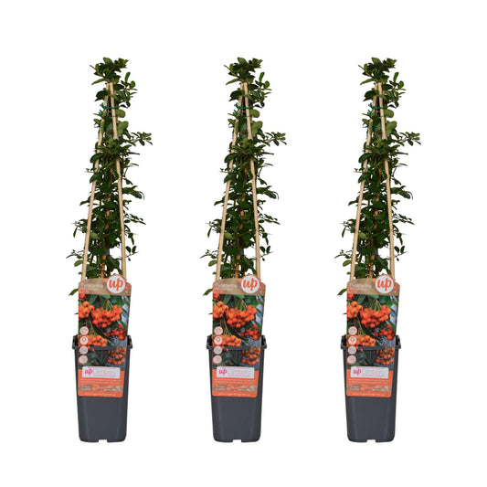 Feuerdorn - Pyracantha 'Orange Glow' - ↨65cm - Ø15cm - 3 Stück