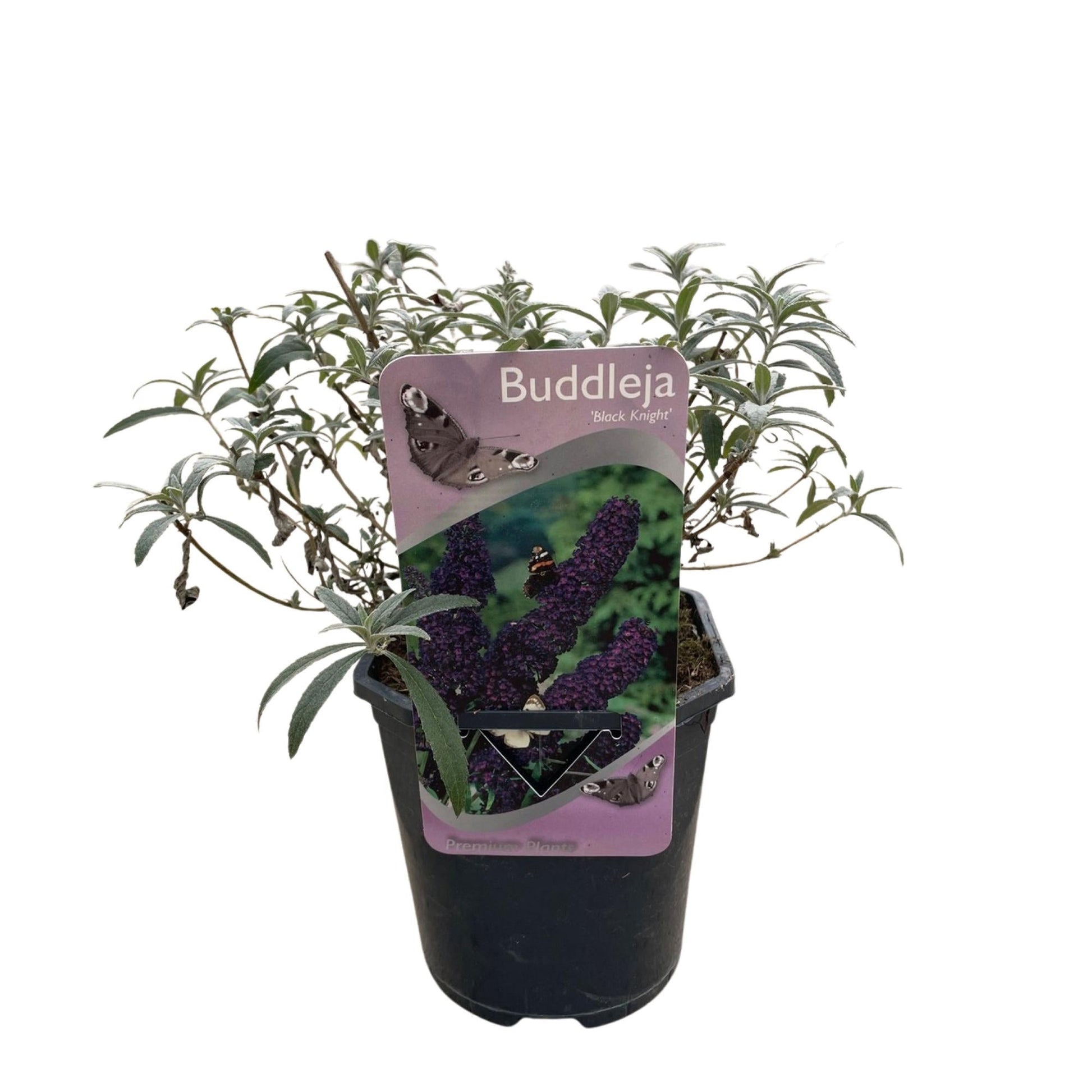 Schmetterlingsstrauch Buddleja davidii Purple Emperor – Blüte Lila – Schmetterlingsanziehend – 17 cm Höhe 25 cm – Pflegeleicht & Sonnentolerant 