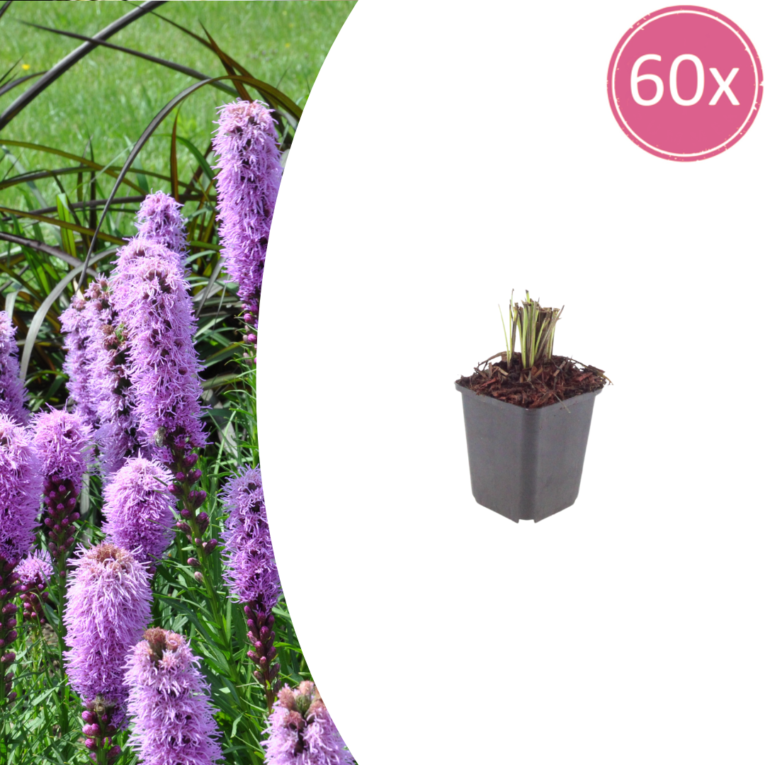 Liatris spicata Prachtscharte – 60 Pflanzen – Ø9cm – Höhe 10-25cm – Winterharte Staude mit violettrosa Blütenähren für Beet, Präriegarten & Bienenweide
