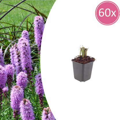 Liatris spicata Prachtscharte – 60 Pflanzen – Ø9cm – Höhe 10-25cm – Winterharte Staude mit violettrosa Blütenähren für Beet, Präriegarten & Bienenweide