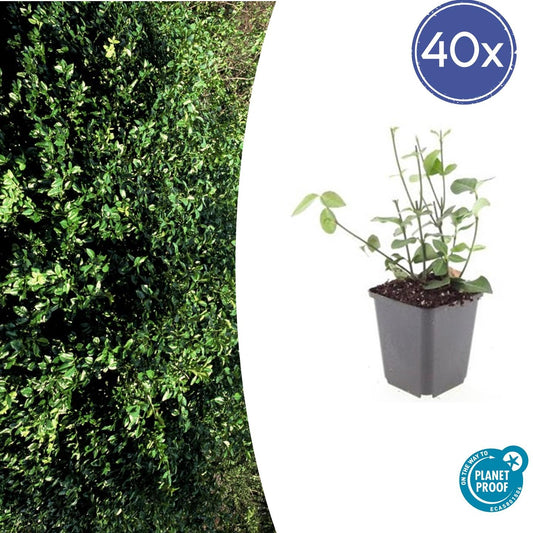 Purpur-Kriechspindel – Euonymus fortunei 'Coloratus' – ↕10-25 cm – Ø9 cm – 40 Pflanzen – Winterhart – Bodendecker & Heckenpflanze