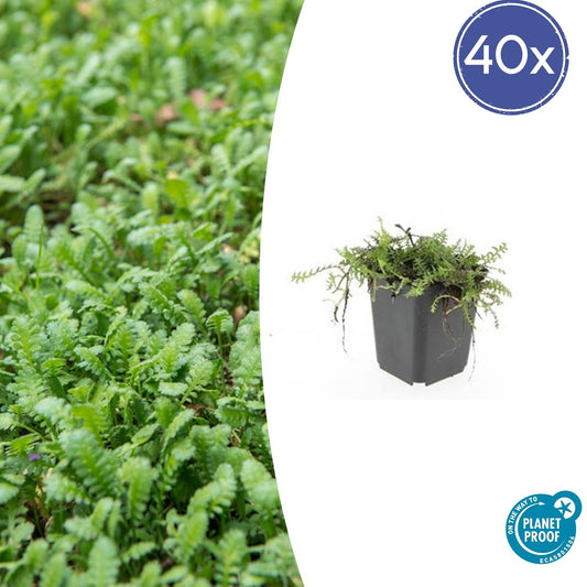 Fiederpolster Leptinella squalida – ↕10-25cm – Ø9cm – 40 Pflanzen – Bodendecker, Immergrün, Farnartige Blätter, Schattentauglich, Pflegeleicht