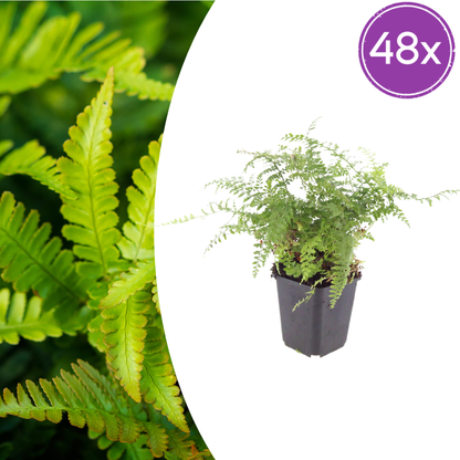 Polystichum setiferum Herrenhausen – 48 Pflanzen – Ø9cm – Höhe 10-25cm – Immergrüner Farn – Schattenstaude für Beet, Gehölzrand & Flächenpflanzung - Oasis of Life
