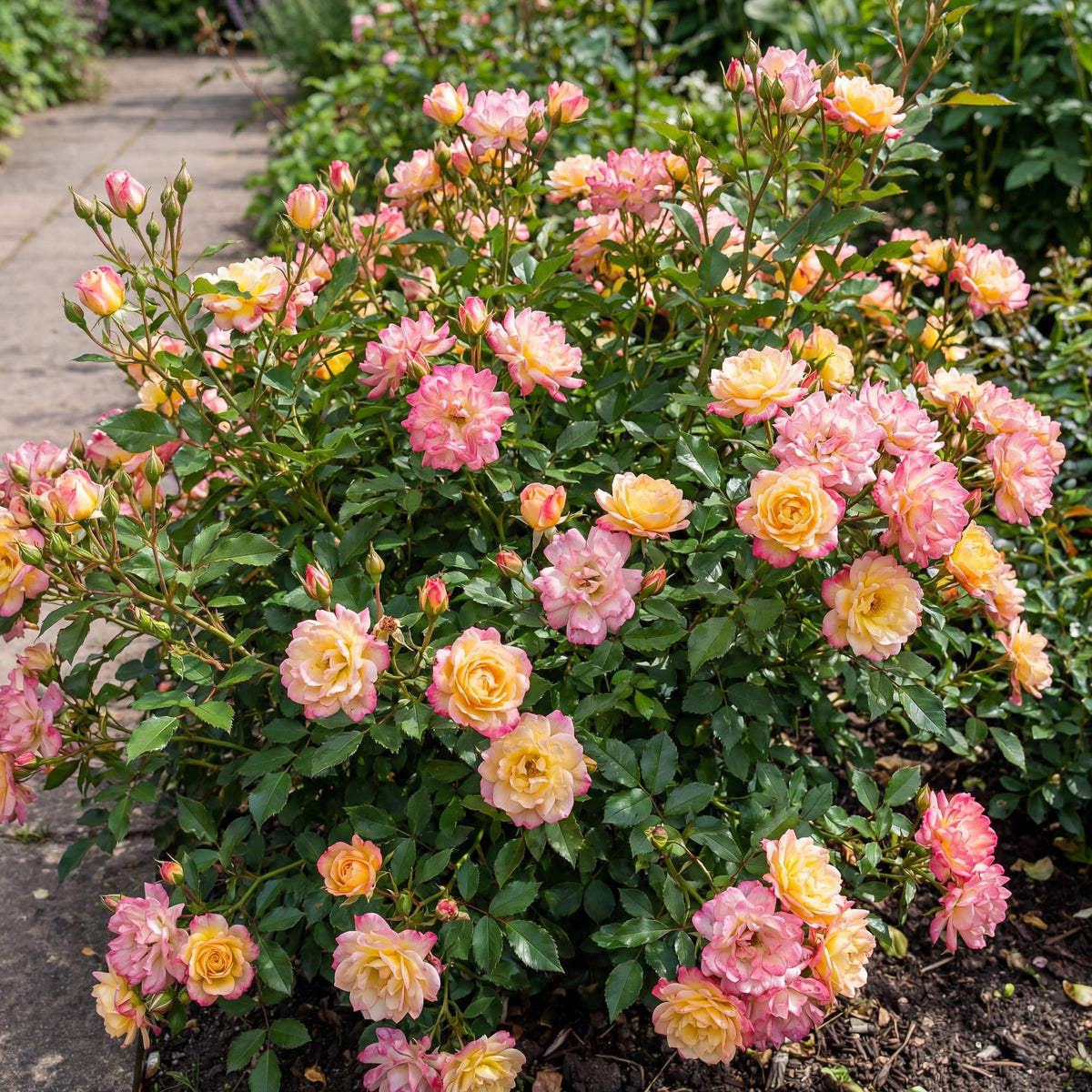 Green boutiQ - Gartenrose - Rosa Tricolor Fairy - Rose - Winterhart - Gelb-Rosa - 3 Pflanzen - Topf 12cm - Höhe 20-25cm 