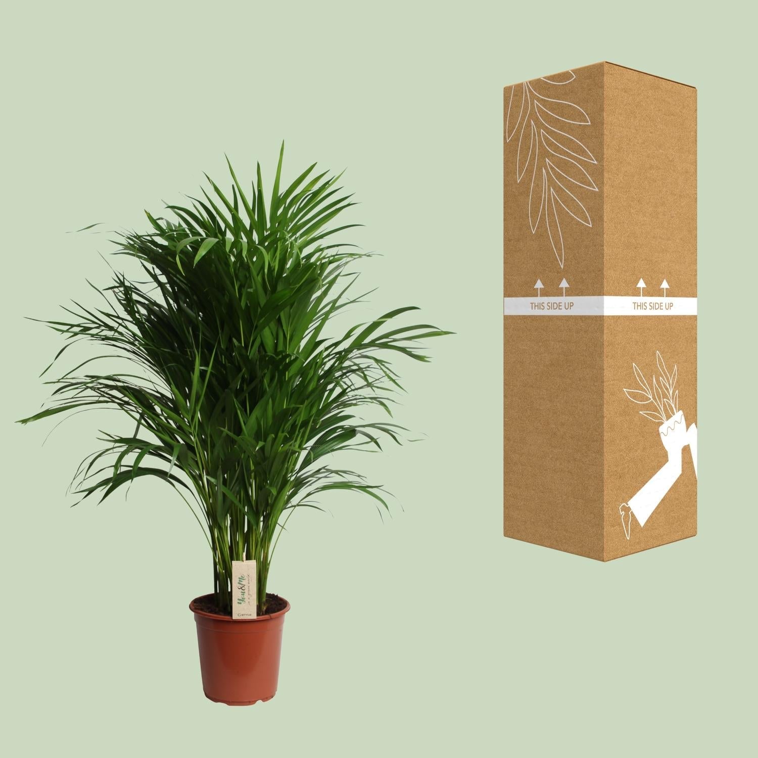 Dypsis Lutescens (Areca) - Ø21cm - ↕100cm 