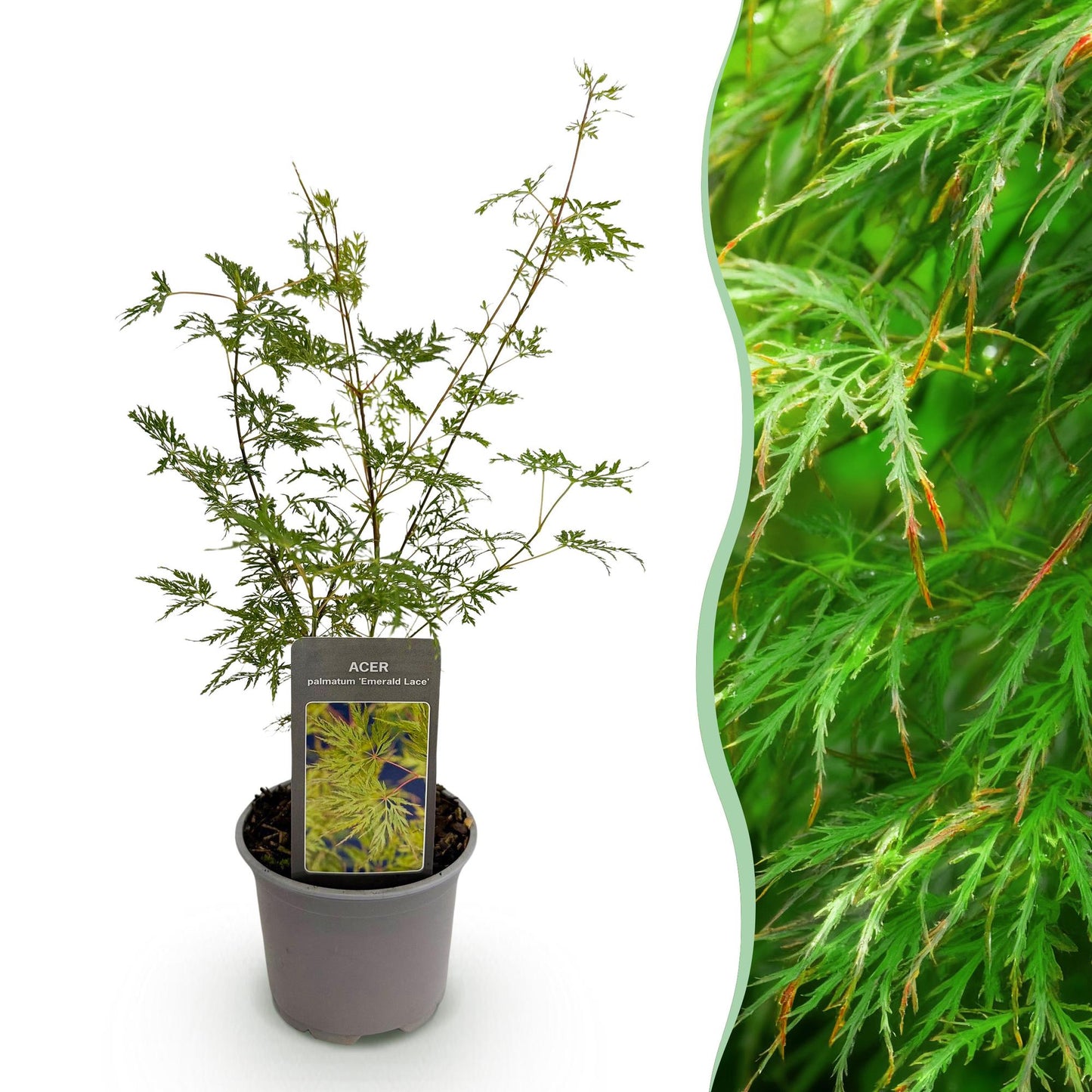 GreenboutiQ - Gartenpflanze - Acer palmatum Emerald Lace - Grün - 1 Pflanze - Laubabwerfend - Pflegeleicht - Topf 12cm Höhe 35cm 