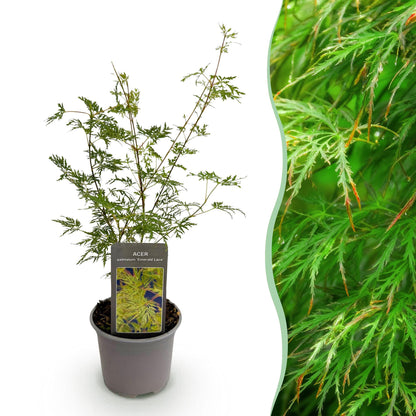 GreenboutiQ - Gartenpflanze - Acer palmatum Emerald Lace - Grün - 1 Pflanze - Laubabwerfend - Pflegeleicht - Topf 12cm Höhe 35cm 