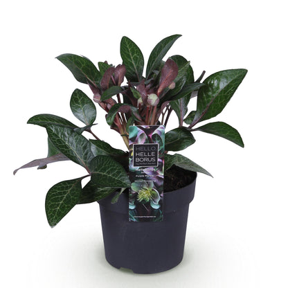 GreenboutiQ - Gartenpflanze - Lenzrose - Helleborus lividus Purple Marble - Violette Blüte - 1 Pflanze - Immergrün - Topf 14cm Höhe 35cm 