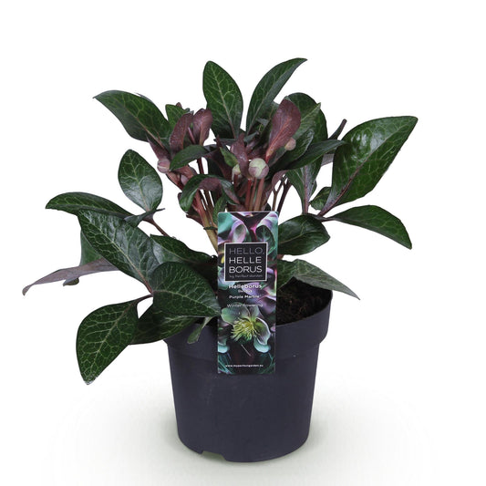 GreenboutiQ - Gartenpflanze - Lenzrose - Helleborus lividus Purple Marble - Violette Blüte - 1 Pflanze - Immergrün - Topf 14cm Höhe 35cm 