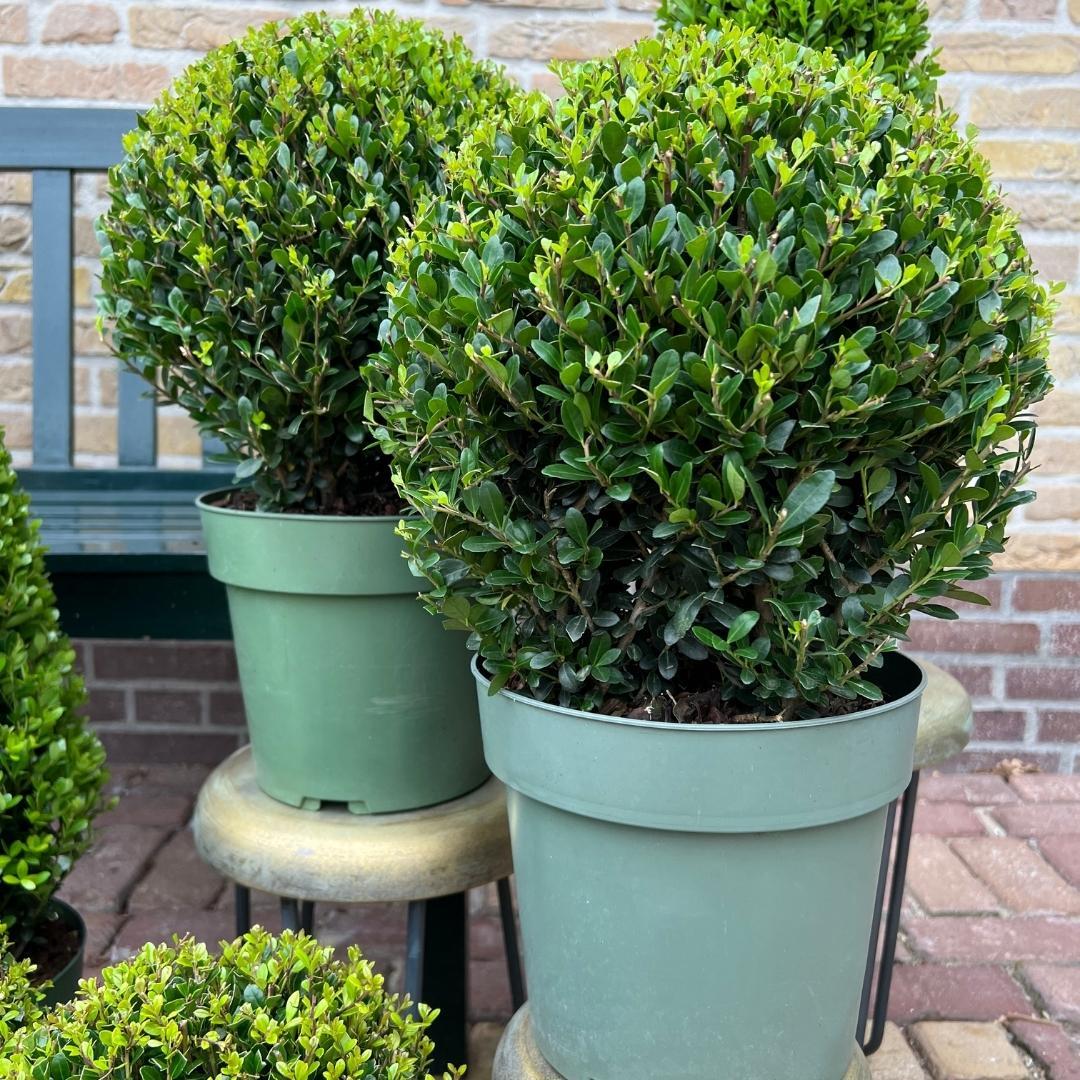 Ilex crenata 'Jenny' – Stechpalme Kugeln – Ø25cm – 2 Pflanzen – Buchsbaum-Alternative – Pflegeleichte & Winterharte Gartenpflanzen