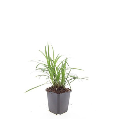 Liriope muscari 'Moneymaker' – 48 Pflanzen – ↕10-25 cm – Ø9 cm – Immergrüner Bodendecker – Violette Blüten – Pflegeleicht – Winterhart 