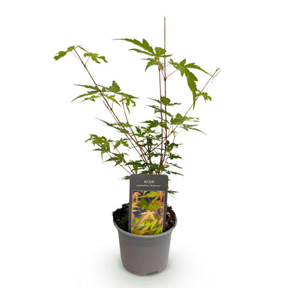 GreenboutiQ - Gartenpflanze - Acer palmatum Sangokaku - Grün - 1 Pflanze - Laubabwerfend - Wenig Pflege - Topf 12cm Höhe 35cm 