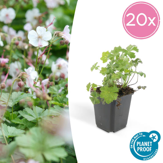 Cambridge Storchschnabel – Geranium cantabrigiense 'Biokovo' – ↕10-25 cm – Ø9 cm – 20 Pflanzen – Bodendecker – Weiß-rosa Blüten – Pflegeleicht & Winterhart – Beete & Ränder