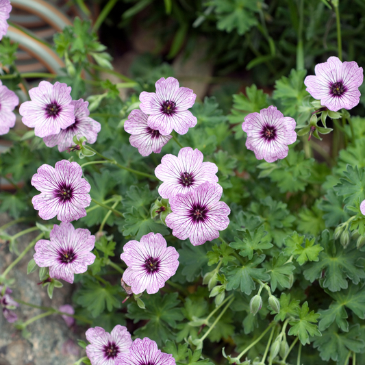 Geranium cinereum Ballerina – 48 Pflanzen – Ø9cm – Höhe 10-25cm – Winterharte Staude – Zartrosa Blüten – Pflegeleicht für Steingarten, Beet & Kübel