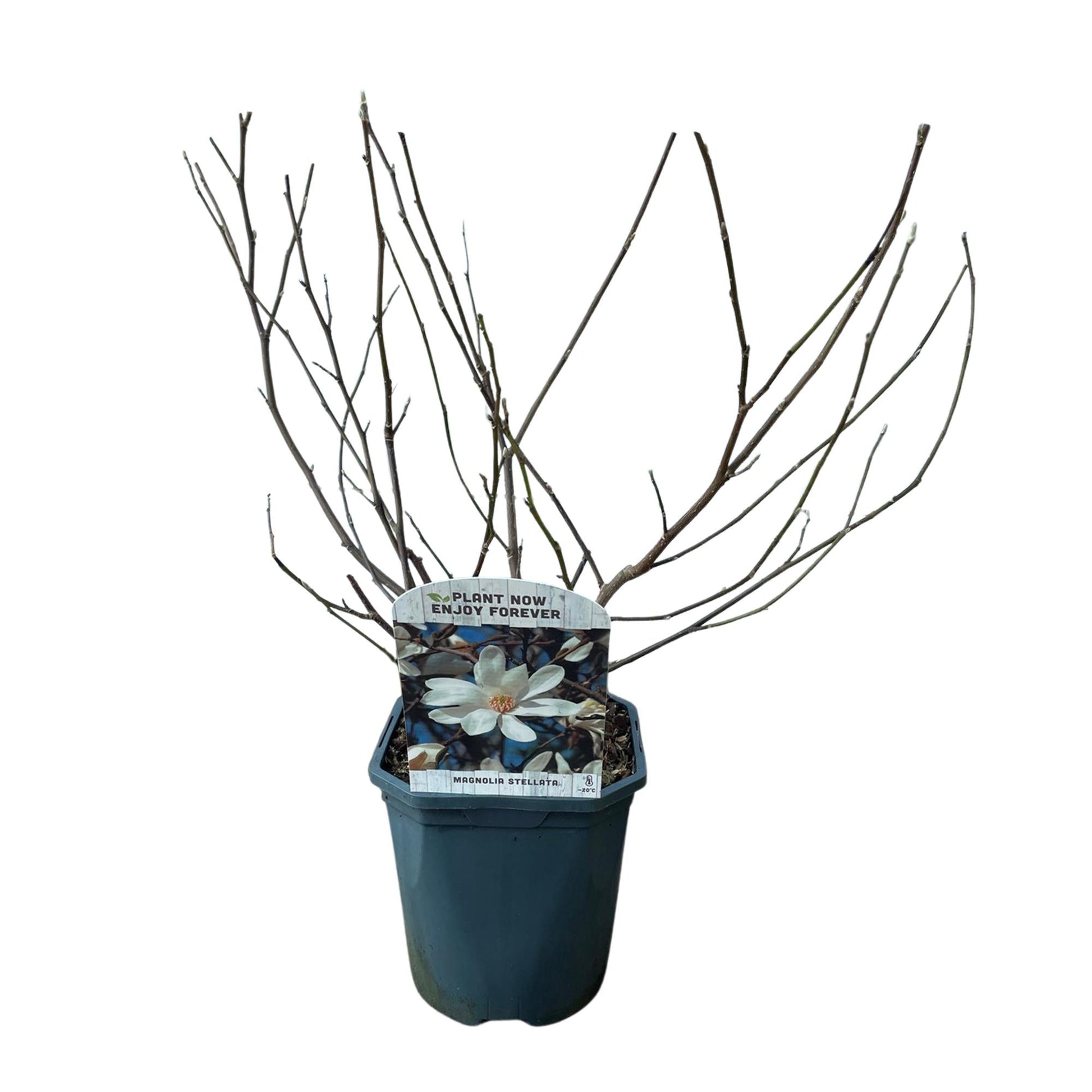 Stern-Magnolie Magnolia Stellata – Strauch – Blüte Weiß – Laubabwerfend – Frühjahrsblüher – Pflegeleicht – 17cm Höhe 45cm – Für Garten & Terrass 