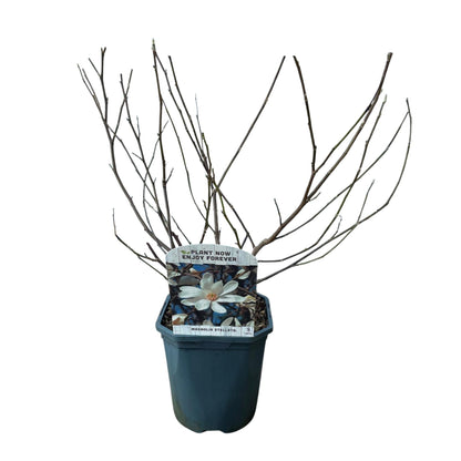 Stern-Magnolie Magnolia Stellata – Strauch – Blüte Weiß – Laubabwerfend – Frühjahrsblüher – Pflegeleicht – 17cm Höhe 45cm – Für Garten & Terrass 