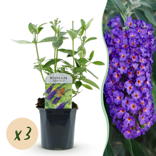 Green boutiQ - Garden Plant - Buddleja davidii Empire Blue - Butterfly Bush - Hardy - Blue - 3 Plants - Pot 17cm - Height 45cm 
