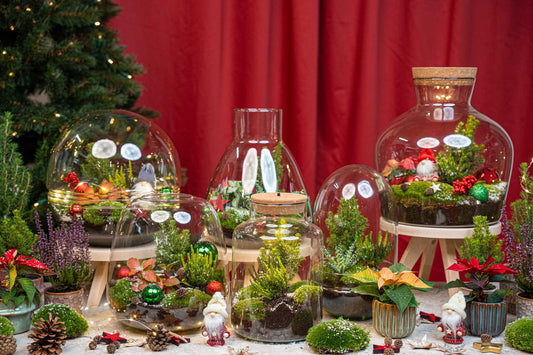 Christmas Terrarium – DIY Pflanzen Terrarium Weihnachtsset – Ø19cm x 20cm – Winterlicher Flaschengarten zum Selberbauen – Autarkes Mini Ökosystem mit Moos Aloe Fittonia Deko 